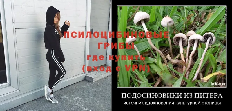 omg ссылка  Петровск  Псилоцибиновые грибы Psilocybe  купить  